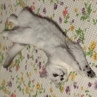 British Shorthair, Kedi  Ares fotoğrafı