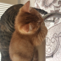 Tekir Kedi, Kedi  Boncuk  fotoğrafı