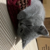 British Shorthair, Kedi  Fındık fotoğrafı