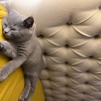 British Shorthair, Kedi  Fındık fotoğrafı