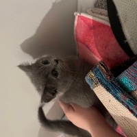 British Shorthair, Kedi  Fındık fotoğrafı
