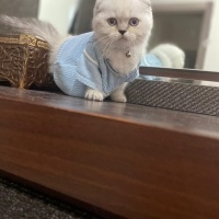 Scottish Fold, Kedi  Minik dostlar fotoğrafı