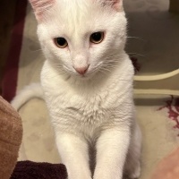 Van Kedisi, Kedi  Rüzgar fotoğrafı