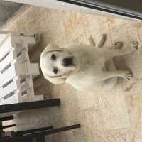 Labrador Retriever, Köpek  HERO fotoğrafı