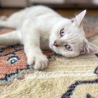 British Shorthair, Kedi  Nefes fotoğrafı