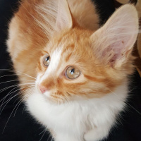 Tekir Kedi, Kedi  Tarcin fotoğrafı