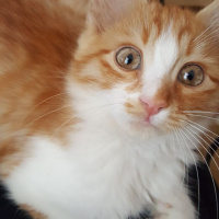 Tekir Kedi, Kedi  Tarcin fotoğrafı