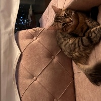 Norwegian Forest, Kedi  Benjo fotoğrafı