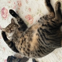 Tekir Kedi, Kedi  Edip fotoğrafı