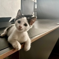 Sarman, Kedi  Müştak fotoğrafı