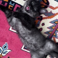 British Shorthair, Kedi  Sirius fotoğrafı