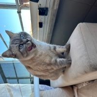 Chartreux, Kedi  Dine fotoğrafı
