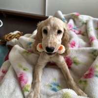 Amerikan Cocker Spaniel, Köpek  latte fotoğrafı