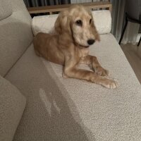 Amerikan Cocker Spaniel, Köpek  latte fotoğrafı