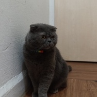Scottish Fold, Kedi  Limon fotoğrafı