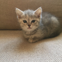 British Shorthair, Kedi  Mia fotoğrafı