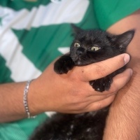 British Shorthair, Kedi  Yavru Kedi fotoğrafı