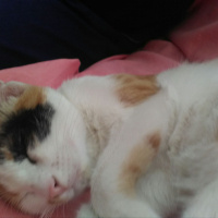 Tekir Kedi, Kedi  Arya fotoğrafı