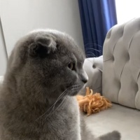 Scottish Fold, Kedi  Sultan fotoğrafı