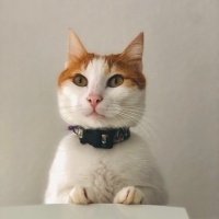 Sarman, Kedi  Boncuk fotoğrafı