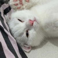 Scottish Fold, Kedi  Oscar fotoğrafı