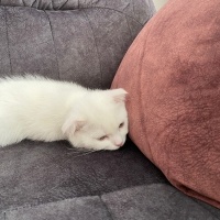 Scottish Fold, Kedi  Oscar fotoğrafı