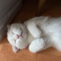 Scottish Fold, Kedi  Oscar fotoğrafı