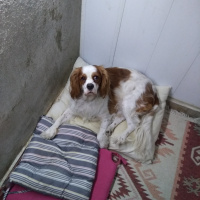Cavalier King Charles Spanieli, Köpek  Tarçın fotoğrafı