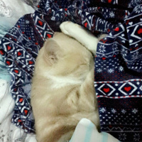 Tekir Kedi, Kedi  Tarçın  fotoğrafı