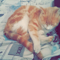 Tekir Kedi, Kedi  Tarçın  fotoğrafı
