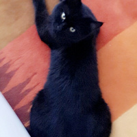 Bombay, Kedi  Zeus fotoğrafı
