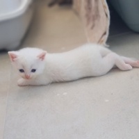 British Shorthair, Kedi  Ballı fotoğrafı