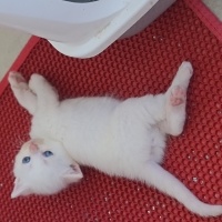 British Shorthair, Kedi  Ballı fotoğrafı