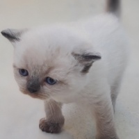 British Shorthair, Kedi  Ballı fotoğrafı