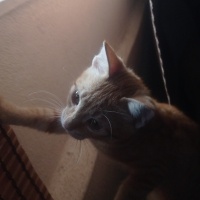 Sarman, Kedi  adı belli değil fotoğrafı