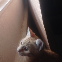 Sarman, Kedi  adı belli değil fotoğrafı
