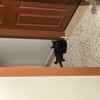 Bombay, Kedi  Ares fotoğrafı