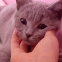 British Shorthair, Kedi  Vargas fotoğrafı