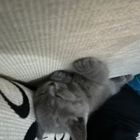 British Shorthair, Kedi  leo fotoğrafı