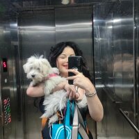 Maltese, Köpek  Lily fotoğrafı