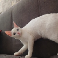 Ankara Kedisi, Kedi  Pamuk fotoğrafı