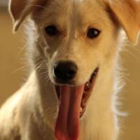 Golden Retriever, Köpek  Alfa fotoğrafı