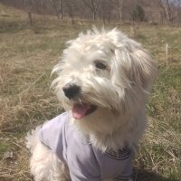 Maltese, Köpek  Kuki fotoğrafı