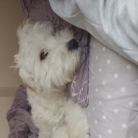 Maltese, Köpek  Kuki fotoğrafı