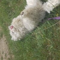 Maltese, Köpek  Kuki fotoğrafı