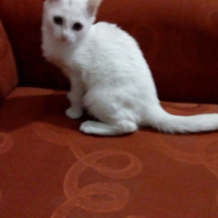 Siyam Kedisi, Kedi  şanslı fotoğrafı