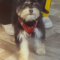 Yorkshire Terrier, Köpek  Paşa fotoğrafı