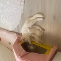 British Shorthair, Kedi  Lina fotoğrafı