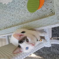 Van Kedisi, Kedi  Misket fotoğrafı