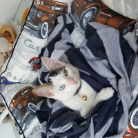 Van Kedisi, Kedi  Misket fotoğrafı